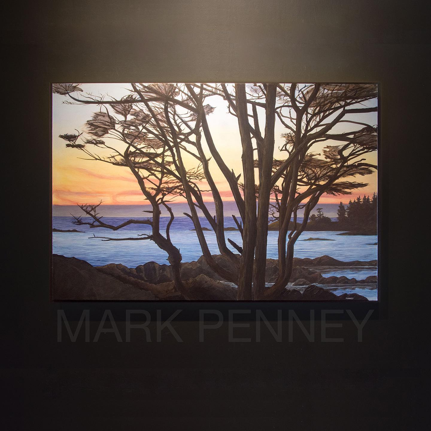 Shore Pine on Sunset Point