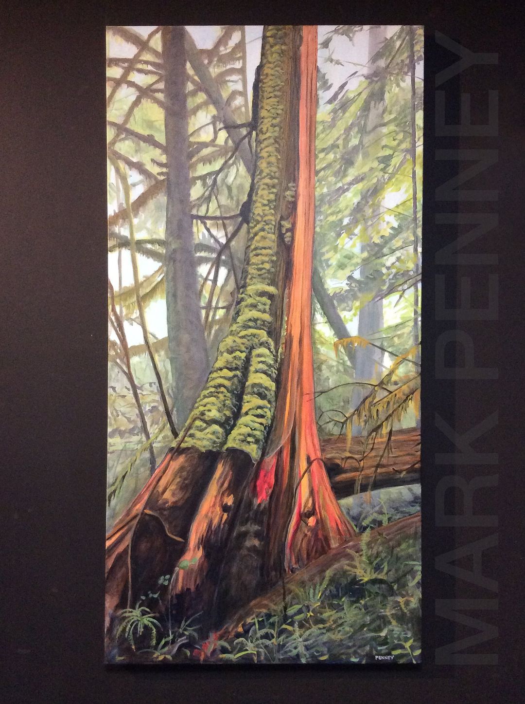 H̥umiis (Ancient Cedar)